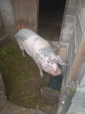 purcei au 3 luni castrati pozele cu porcii mari e monta purceilor de vânzare ,landras cu marele alb  - imagine 4