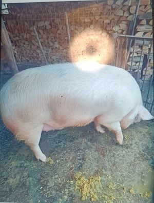 Porc de vânzare  - imagine 2