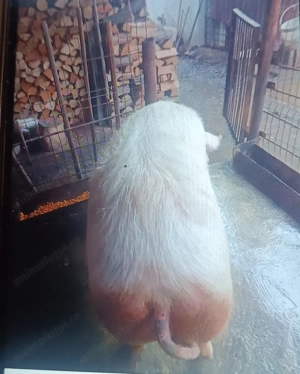 Porc de vânzare  - imagine 4