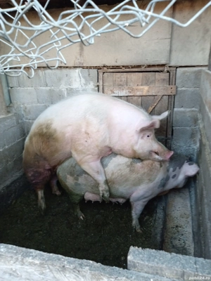 purcei au 3 luni castrati pozele cu porcii mari e monta purceilor de vânzare ,landras cu marele alb  - imagine 3