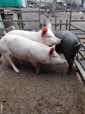 Vând porci  - imagine 2