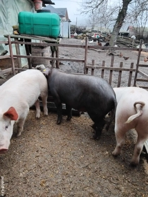 Vând porci  - imagine 3