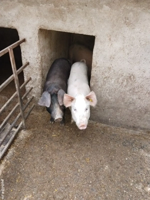 Vând porci  - imagine 4