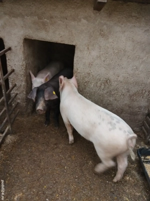 Vând porci  - imagine 5