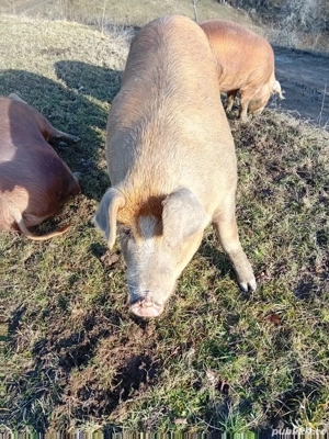 vand porci ,crescuti in libertate - imagine 4