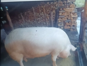 Porc de vânzare  - imagine 3