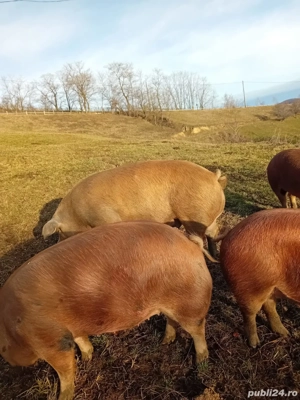 vand porci ,crescuti in libertate - imagine 3