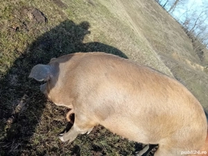 vand porci ,crescuti in libertate