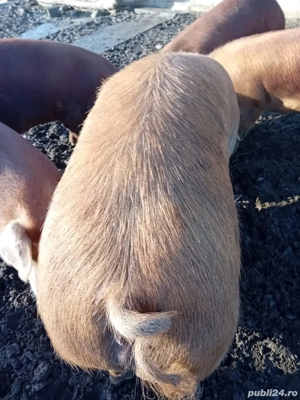 vand porci ,crescuti in libertate - imagine 2