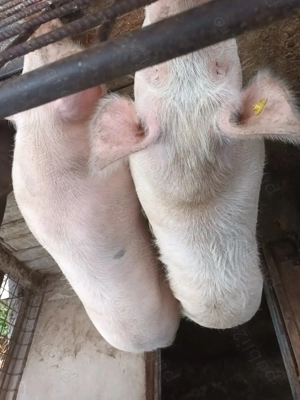 Porci de vânzare  - imagine 4