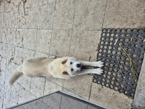 Catelusa Chow chow - imagine 4