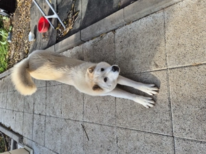 Catelusa Chow chow - imagine 5