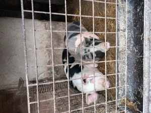 Porci de vânzare  - imagine 5