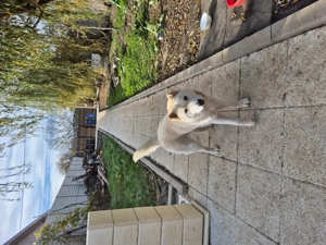 Catelusa Chow chow - imagine 2