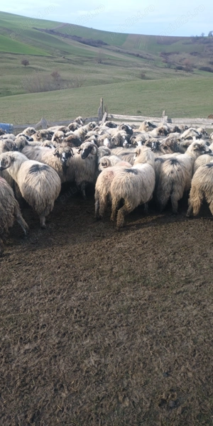 Oi țurcane breze - imagine 2