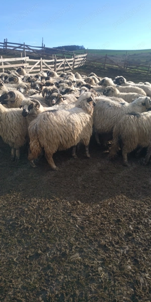 Oi țurcane breze - imagine 5