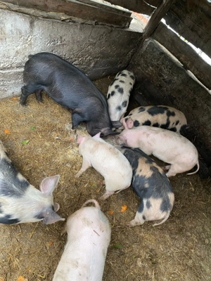 Purcei de vânzare de la 3 la 5 luni, rasa de carne - imagine 4