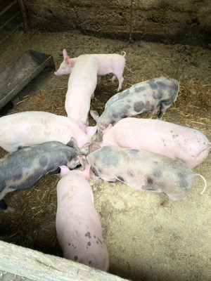 Purcei de vânzare de la 3 la 5 luni, rasa de carne - imagine 2