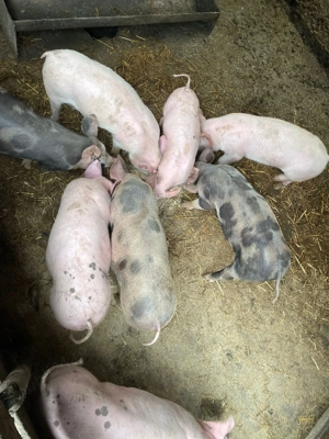 Purcei de vânzare de la 3 la 5 luni, rasa de carne - imagine 3