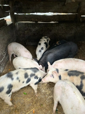 Purcei de vânzare de la 3 la 5 luni, rasa de carne - imagine 5