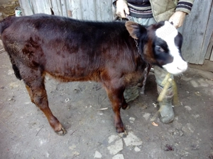 Vând vacă și vițică