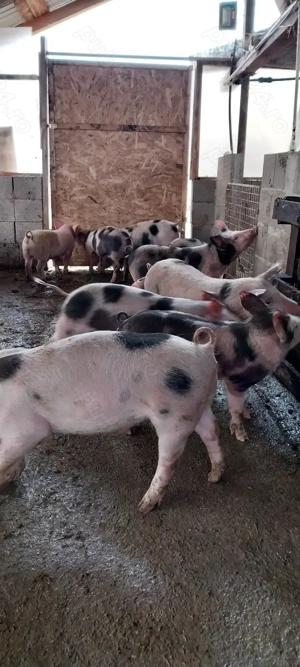 Porci și purcei de vânzare 