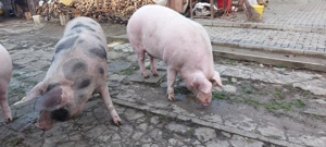 Porc de vanzare - imagine 2