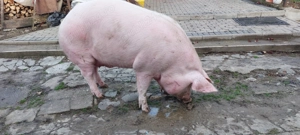 Porc de vanzare - imagine 3