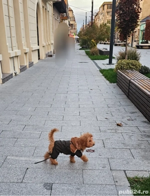 Pudel mini toy roscat - imagine 2