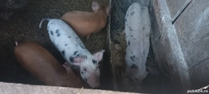 Purcei de vanzare  - imagine 2