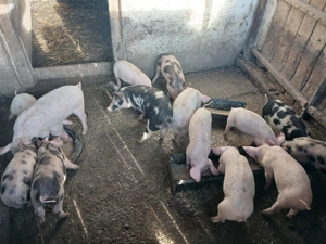 Purcei de vanzare - imagine 2