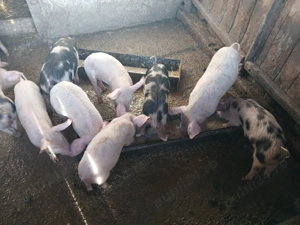 Purcei de vanzare - imagine 4