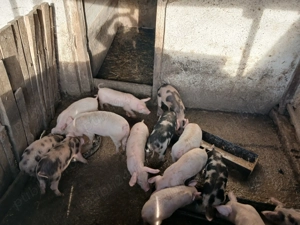 Purcei de vanzare - imagine 3