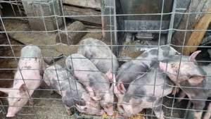 Purcei 6 saptamani rasa pietran - imagine 2