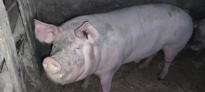 Porc de vânzare 