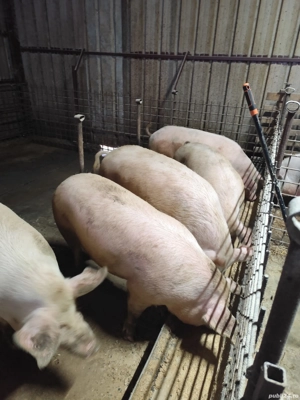 vand porci de țară  - imagine 4