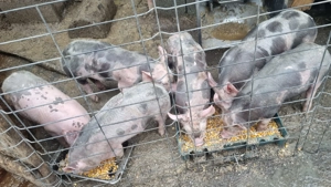 Purcei 6 saptamani rasa pietran