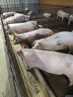 vand porci de țară  - imagine 2