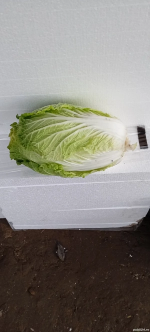 *Vând varză chinezească și ridiche asiatică proaspătă*