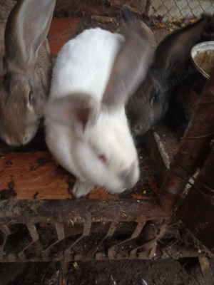 Vând iepuroaice  - imagine 3