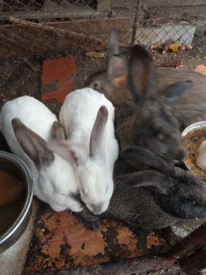 Vând iepuroaice  - imagine 2