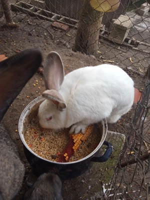 Vând iepuroaice  - imagine 5