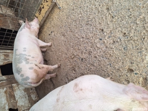 de vanzare - imagine 2