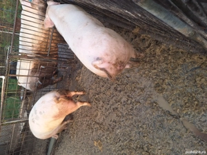 de vanzare - imagine 4