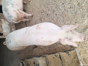 de vanzare - imagine 3