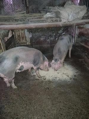 Doua grasune marele alb cu petrean - imagine 2