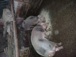 Doua grasune marele alb cu petrean - imagine 4