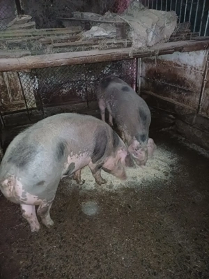 Doua grasune marele alb cu petrean - imagine 3