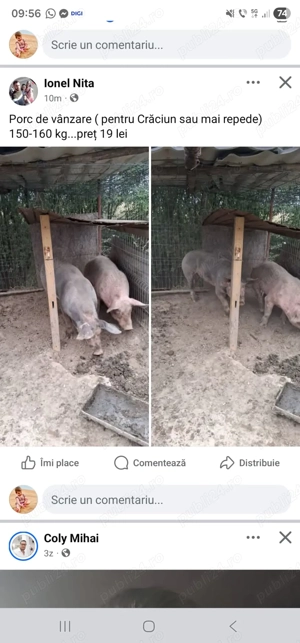 Porci 160-200 kg  preț 19 kg