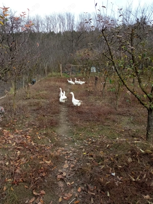 Vând gâște  - imagine 5